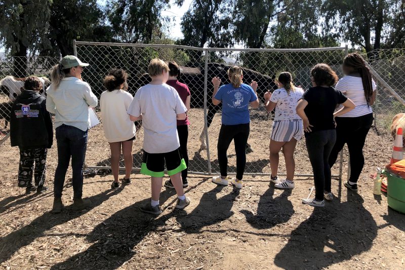 Equine Therapy at Camino a Casa
