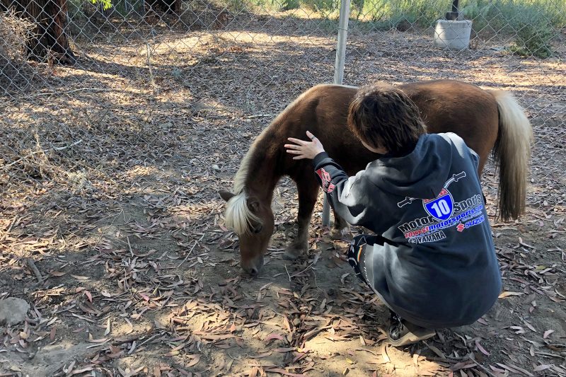 Equine Therapy at Camino a Casa