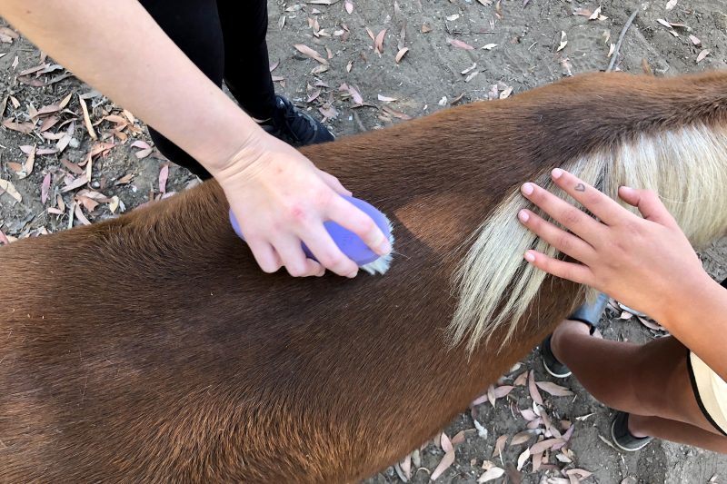 Equine Therapy at Camino a Casa