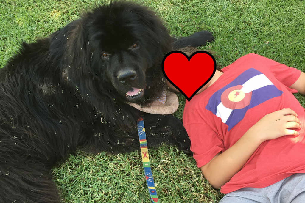 Ventura Residential Treatment Facilities - Animal Therapy is a Treatment Option We Offer